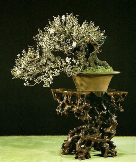 Bonsai - han-kengai.jpg