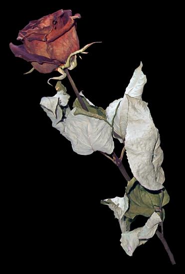 PNG-ZWIĘDŁA RÓŻA - dry rose 44.png