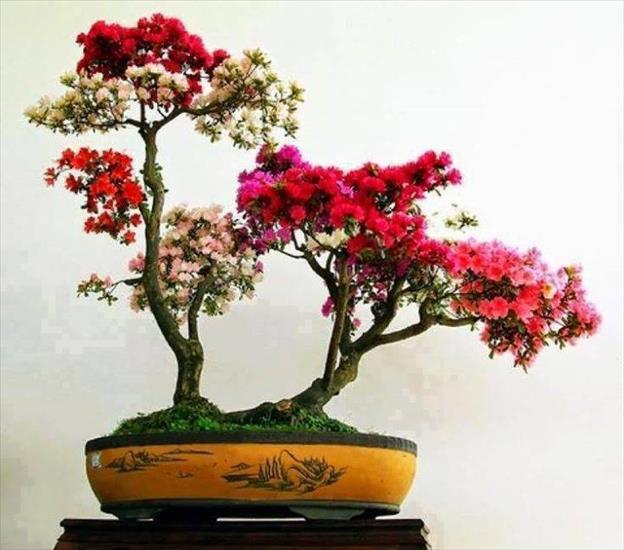 Drzewka Bonsai - Drzewko bonsai.jpg