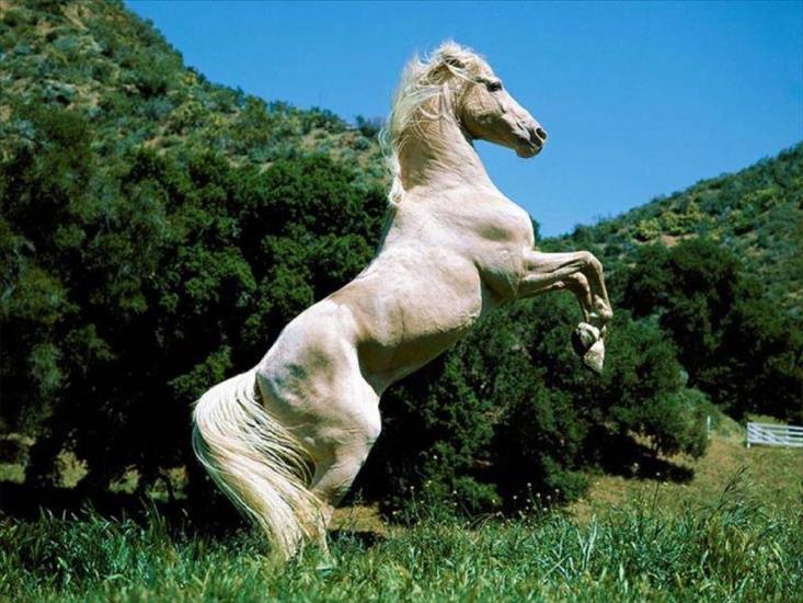 Konie - zwierzeta-konie-1600-3482.jpg