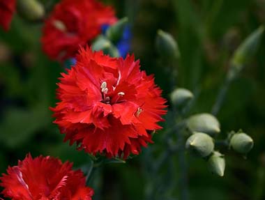 KWIATY CZERWONE - red-carnation.jpg