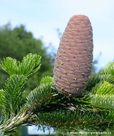 Botanika leśna- Zdjecia drzew i krzewow nagozalazkowych - Jodła kaukaska szyszka- Abies nordmanniana.jpg