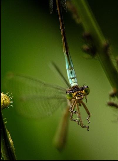 MAKROFOTO  WAŻKI - Tężnica Wytworna Ischnura Elegans ...samiec, chwil...odwłokiem za kark, a ona sobie wisiała w powietrzu.jpg