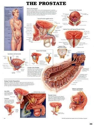 plansze anatomiczne chorób człowieka - Plansza anatomiczna gruczol-krokowy-prostata1.jpg