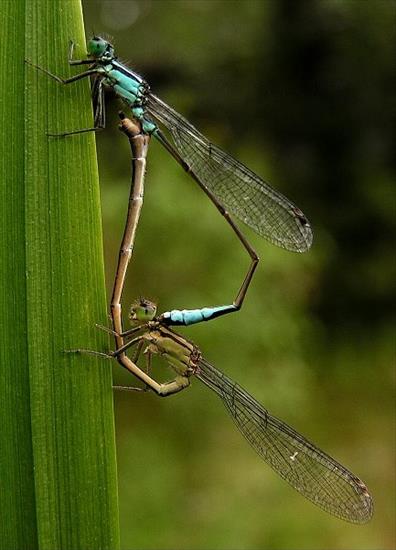 MAKROFOTO  WAŻKI - Tężnice Wytworne Ischnura Elegans.jpg