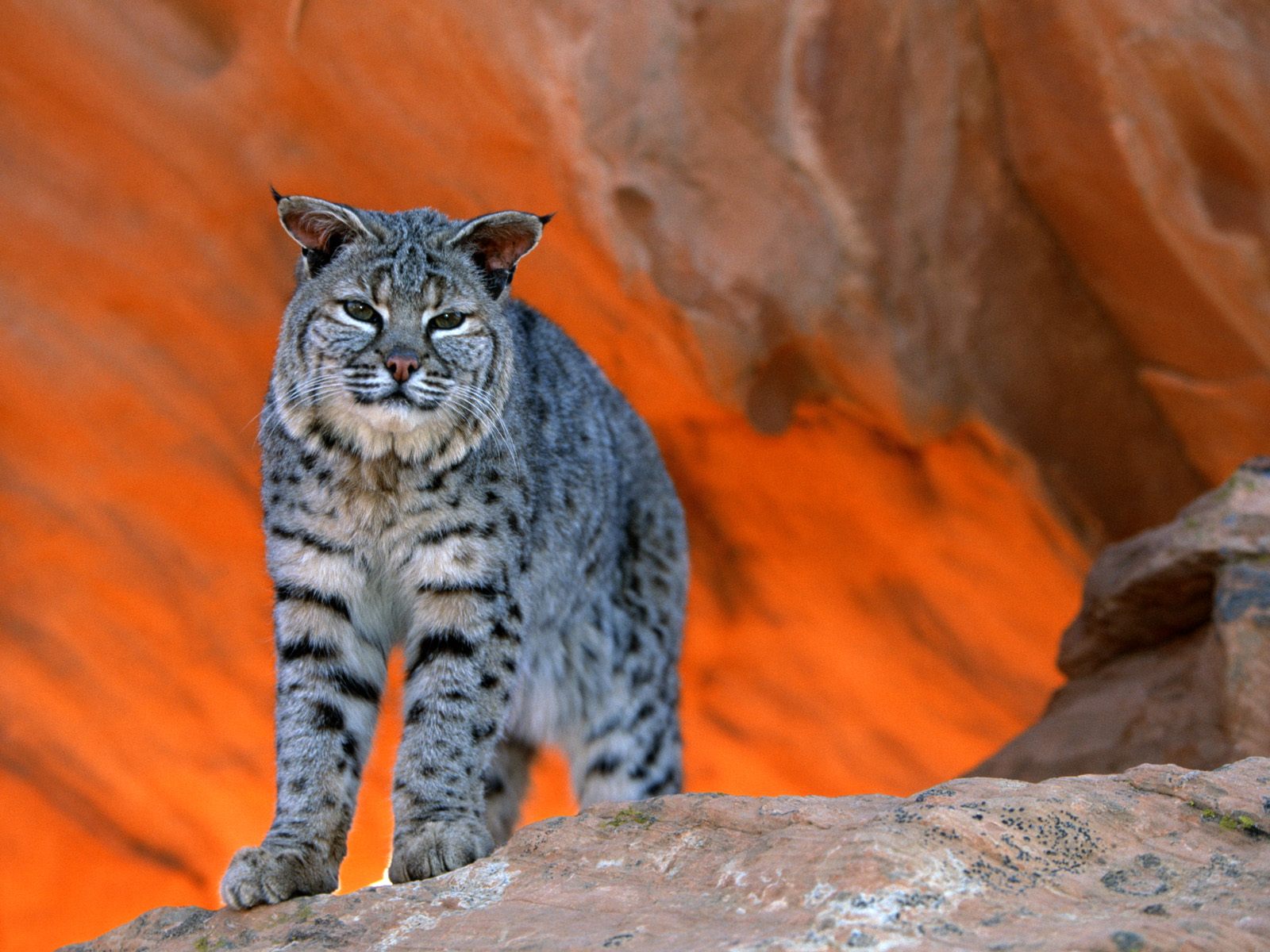 Zwierzęta - Bobcat, Utah.jpg
