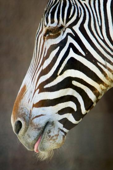 Zebras - zebra 20.bmp