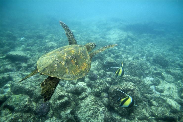 Turtles - Green Sea Turtle, Big Island, Hawaii.jpg
