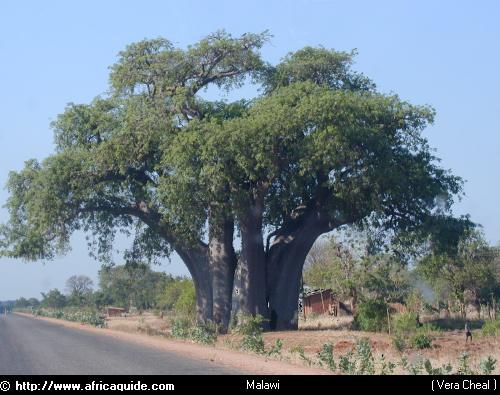 -GALERIA DRZEW - baobab.jpg