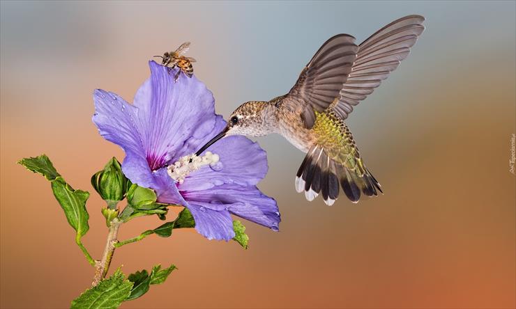 kolibry - koliber.jpg