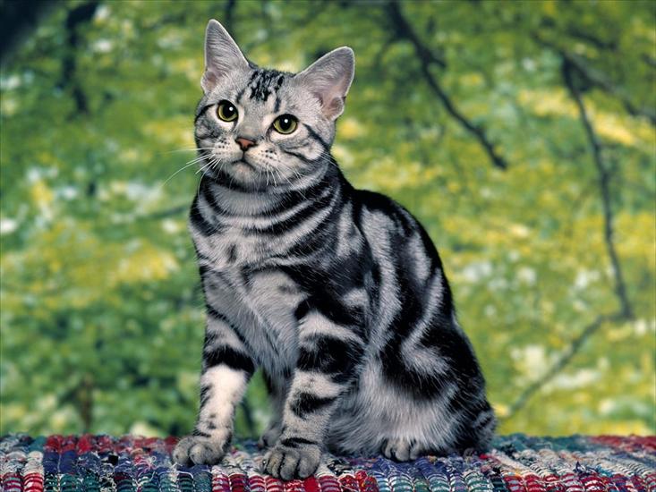 65 Cute Cats Wallpapers 1600 X 1200 - Cat 59.jpg