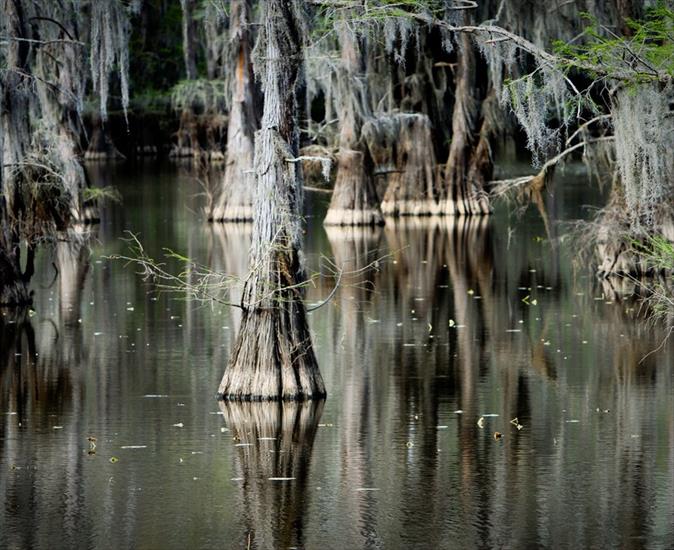 Jezioro Caddo-Luizjana-Teksas - izumitelnyie-kiparisyi-ozera-kaddo_13.jpg