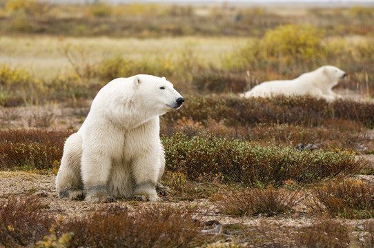 Przerażające Zdjęcia - king-polar-bear-nanuk.jpg