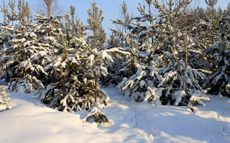 Beautiful Nature - Winter Nature - Part 01 - Beautiful Nature - Winter Nature - Part 01 172.jpg