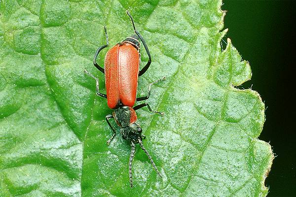 MAKROFOTO  CHRZĄSZCZE - Anthocomus coccineus.jpg