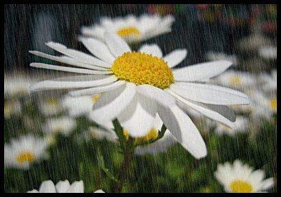gify kwiaty w deszczu - a17.gif