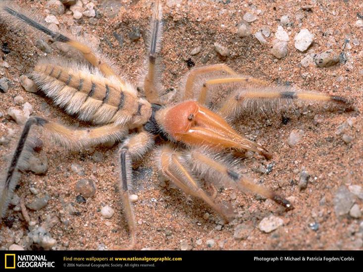 pająki i skorpiony - Pająk egipski_sun-scorpion.jpg