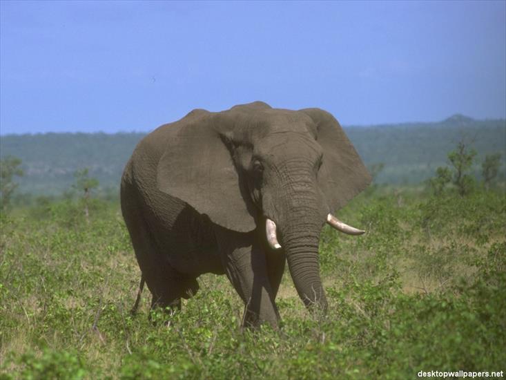 Słonie - elephant03_1024x768.jpg